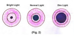 How Can I See Better In Dim Light?