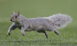 Squirrel bounding